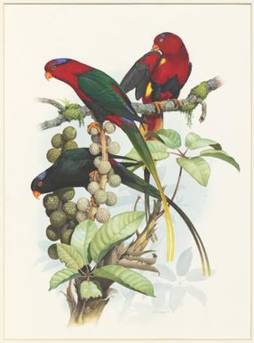 Papuan lory (Charmosyna papou papou) : Stella's lory (Charmosyna papou goliathina) ; Stella's lory Charmosyna papou goliathina) W.T. Cooper