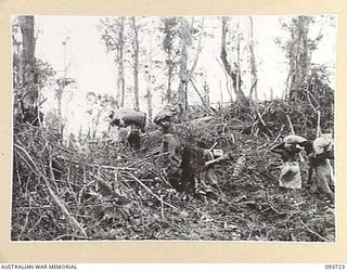 WEWAK AREA, NEW GUINEA, 1945-06-29. A NATIVE SUPPLY TRAIN CLIMBING MOUNT SHIBURANGU AFTER ITS CAPTURE BY C COMPANY, 2/8 INFANTRY BATTALION