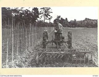 NARAKAPOR, (NEAR NADZAB) NEW GUINEA. 1944-05-27. QX60765 DRIVER K.J. MCCLELLAND (1), NO.2 PLATOON, 6TH FARM COMPANY WORKING FALLOW WITH A TRACTOR AND TANDEM DISC HARROWS PRIOR TO THE SOWING OF ..