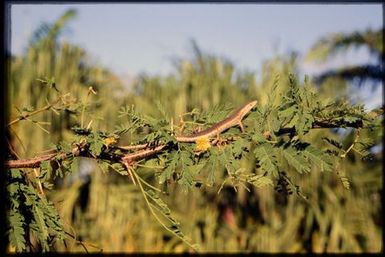 Skink sp.