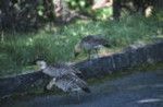 Hawaiian geese