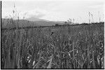 Aiome area: kunai grassland at Jamenke, Schrader foothills in distance