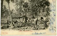 Tahiti. - Préparation du Coprah