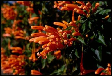 Pyrostegis venusta (flame vine), Cook Islands