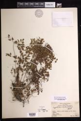 Lygodium microphyllum