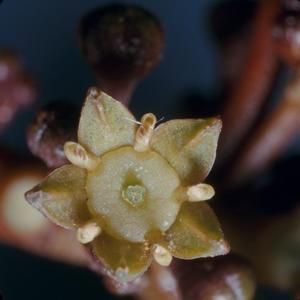 [Colubrina oppositifolia close-up from Ka‘ūpūlehu, United States]