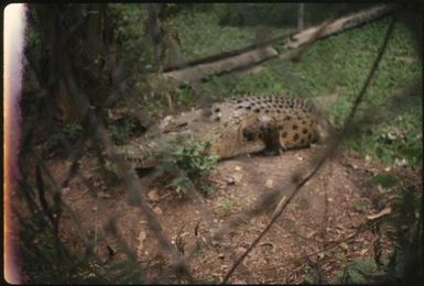 Large crocodile on land (1) : Papua New Guinea / Terence and Margaret Spencer
