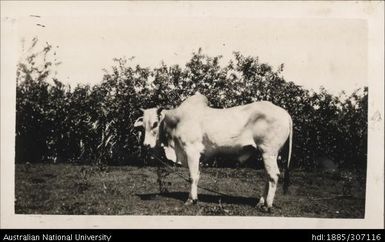 Zebu Bull aged four years