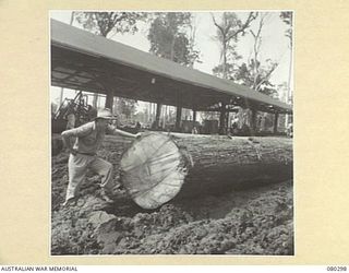 BUSU FOREST, LAE AREA, NEW GUINEA. 1944-07-26. VX52247 LIEUTENANT K.R.F. MCLENNAN, LOGGING OFFICER, 2/3RD FORESTRY COMPANY, ROYAL AUSTRALIAN ENGINEERS, EXAMINES A LOG CUT BY NATIVE LABOUR INTO A ..