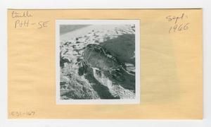 [Turtle in Hawaii, envelope IE31-167]