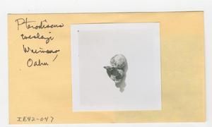 [Pterodiscus wesleyi in Hawaii, envelope IE42-047]