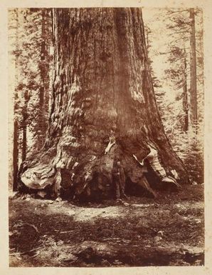 Section of the Grizzly Giant, Mariposa Grove, Yosemite