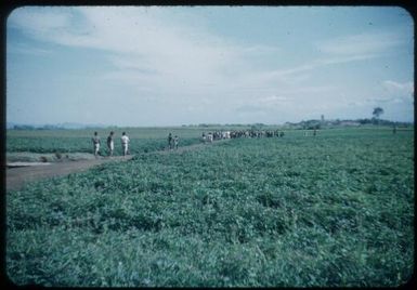 Frank Gilbert's patrol arrives back from Mendi : Minj Station, Wahgi Valley, Papua New Guinea, 1954 / Terence and Margaret Spencer