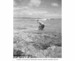 Jesse P. Pflueger poisoning fish in reef around Namu Island, 1947