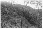 Forest scenery in 'Ai'eda area, hamlets in lower left corner and just left of center