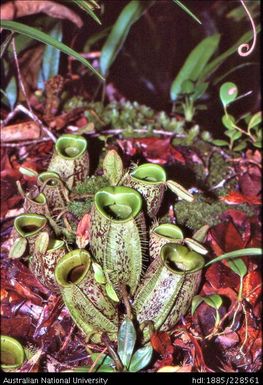 Pitcher plants (Nepenthes sp.) grow in infertile, saturated, soil patches in the cloud forest on the edge of the Muller Plateau
