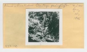 [Plantago pachyphylla in Hawaii, envelope IE27-140]