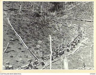 TAMKAIDAN, NEW BRITAIN. 1945-01-15. AN ALLIED INTELLIGENCE BUREAU PATROL, IN CHARGE OF QX4869 LIEUTENANT J. SAMPSON, MOVING THROUGH NEWLY MADE NATIVE GARDENS PLANTED WITH TARO AND SWEET POTATOES