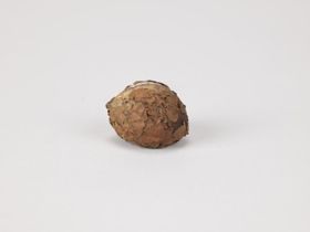 Növényi anyag