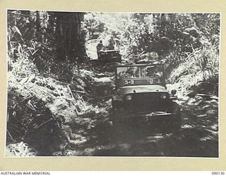 BOUGAINVILLE. 1945-03-31. JEEPS CARRY LORD WAKEHURST, GOVERNOR OF NEW SOUTH WALES AND MEMBERS OF THE VISITING PARTY AS THEY RETURN TO TACTICAL HEADQUARTERS ALONG A JUNGLE JEEP TRACK. THE GOVERNOR, ..