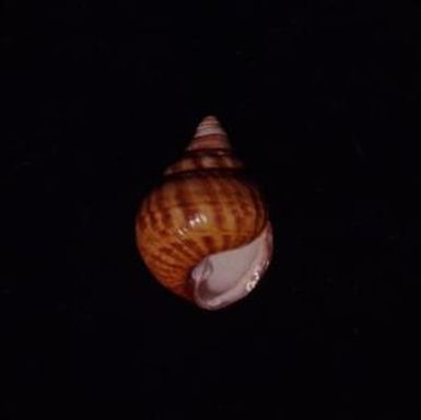 [Achatinella in Waiawa, United States]