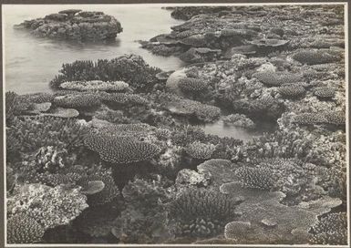 The Shore Reef, Mailu Island, [Papua New Guinea, 3]