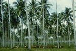 Cattle in coconut plantation, Milne Bay, [Papua New Guinea], 1958