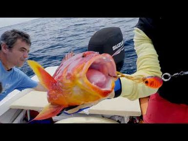 Responsible sport fishing - Handling fish caught on surface lures and jigs