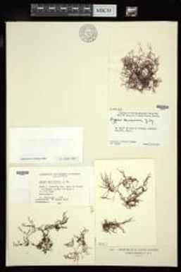 Hypnea cervicornis