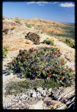 Metrosideros in flower