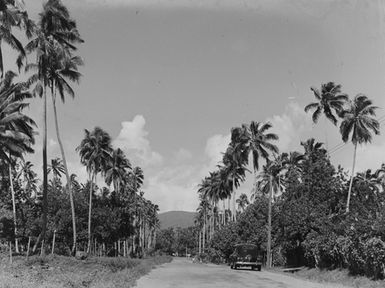 [View of an automobile on a dirt road lined with palm trees]