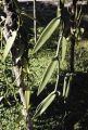 French Polynesia, close-up of vanilla bean vine growing on Moorea Island