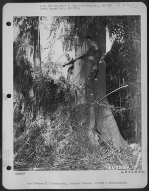 Pfc. Walter Shipman Of Fullerton, California, Formerly With Cleveland National Forest Service (Left) And Pvt. Henry Alexander Of Wilmington, California, Formerly In The Fishing Industry, Make The Cut Into A Tree From Springboards Set Into The Trunk. This (U.S. Air Force Number 68822AC)