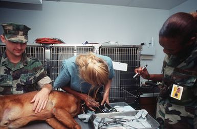 PFC. Neil of the US. Army Medical Corps assist Dental Technician Second Class (DT2) C.J. Phillips on lighting so she can properly clean the teeth of Military working dog Max at the Army Veterinary Clinic. Max is part of the Naval Activities Security Detachment