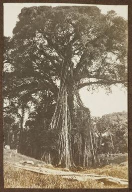 Tree. From the album: Samoa