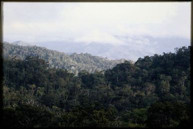 Rainforest, north from Mt Aoupinie, 700 m