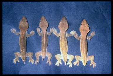 Rhacodactylus ciliatus