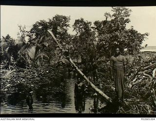 Buna, Papua. c.1943. Indigenous (native) Papuans work at draining a swamp in an attempt to eradicate the malarial mosquito. (Original print housed with AWM Private Records)