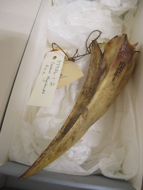 Hornbill beak, 2 of