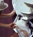 Scientists dissecting giant clam, Eninman Island, August 23, 1964