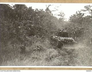 SATTELBERG AREA, NEW GUINEA. 1943-11-17. TROOPS OF THE 2/48TH AUSTRALIAN INFANTRY BATTALION MOVING THROUGH THICK TROPICAL UNDERGROWTH BEHIND AN ADVANCING TANK OF THE 1ST AUSTRALIAN ARMY TANK ..