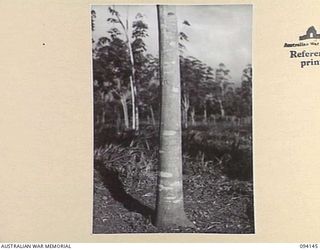 SANGARA, NEW GUINEA, 1945-07-08. A FOUR AND A HALF YEAR OLD RUBBER TREE ON SANGARA PLANTATION. THIS PLANTATION, KNOWN AS "MASONS" WAS OCCUPIED BY THE JAPANESE DURING THEIR ADVANCE FROM POPONDETTA ..