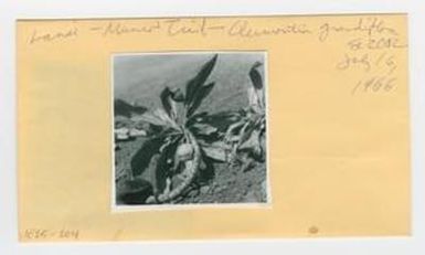 [Clermontia grandiflora in Hawaii, envelope IE25-204]