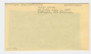 [Exocarpos phyllanthoides in New Caledonia, envelope IE41-193]