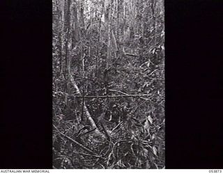 BULLDOG BASE, NEW GUINEA. 1943-07-07. PATH THROUGH THICK JUNGLE GROWTH THROUGH WHICH THE TRAM RAIL WILL RUN. SHOWN: SX2663 SERGEANT E. E. SMITH, MILITARY HISTORY SECTION, HEADQUARTERS, STAFF ..