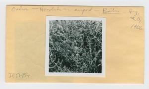[Batis in Hawaii, envelope IE27-256]