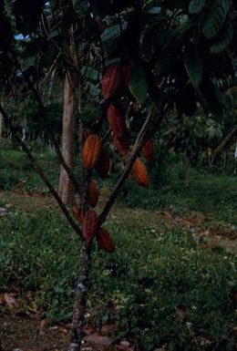 [Theobroma cacao plant trunk, leaves, and fruit in Espiritu Santo, Vanuatu]