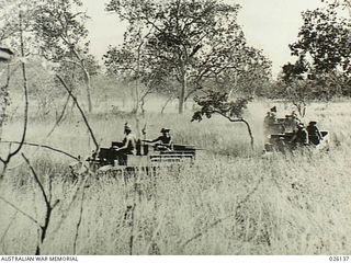 NEW GUINEA, 1942-08. BREN GUN CARRIERS OF THE 39TH INFANTRY BATTALION, AUSTRALIAN MILITARY FORCES, ENGAGED IN MANOEUVRES IN THE JUNGLE OF NEW GUINEA