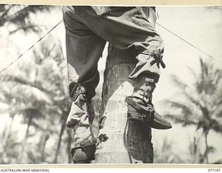 MALMAL MISSION, JACQUINOT BAY, NEW BRITAIN. 1944-11-24. N217544 SIGNALLER F. RIGNEY, B SECTION NO. 1 COMPANY, 2ND DIVISION SIGNALS USING CLIMBING IRONS TO CLIMB A COCONUT PALM TO LAY THE UNIT ..