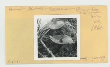 [Succinea in Hawaii, envelope IE26-191]